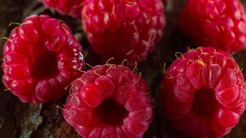 Himbeeren beim Abnehmen – kalorienarme Beeren mit vielen Ballaststoffen
